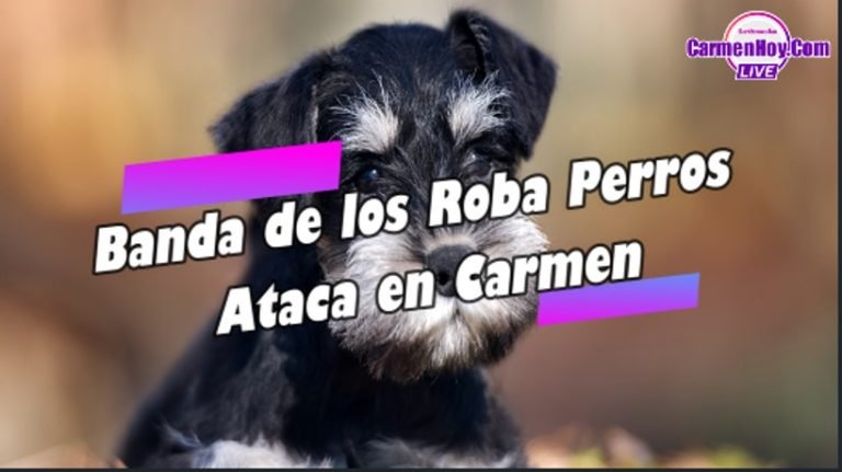 Banda de los Roba Perros Ataca en Carmen