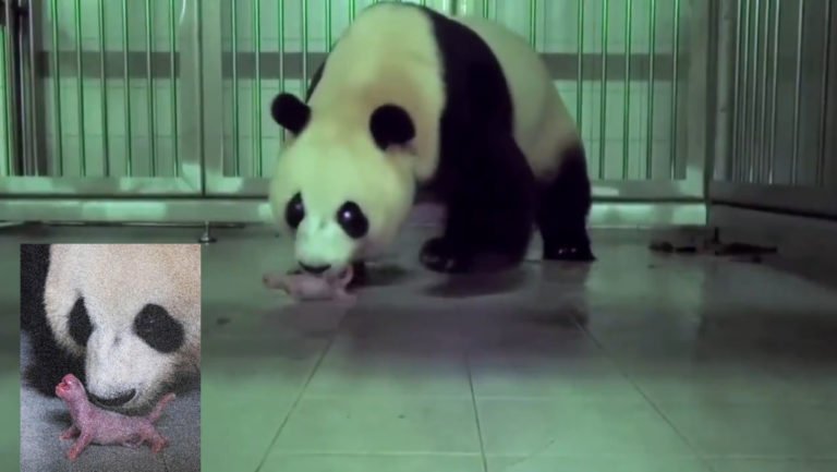 Panda gigante chino da a luz en zoológico de Corea del Sur