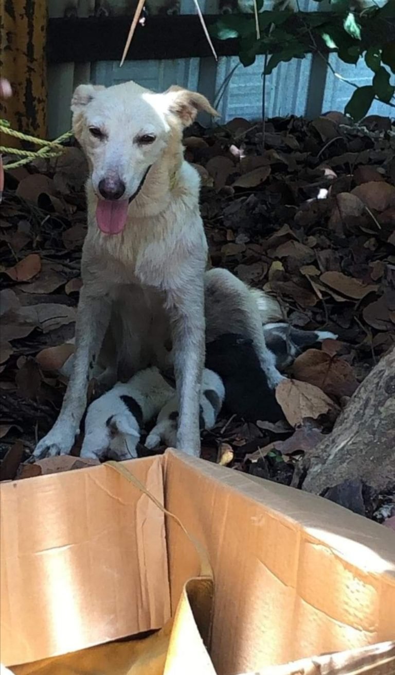 Dejan abandonada a perrita con sus cachorros