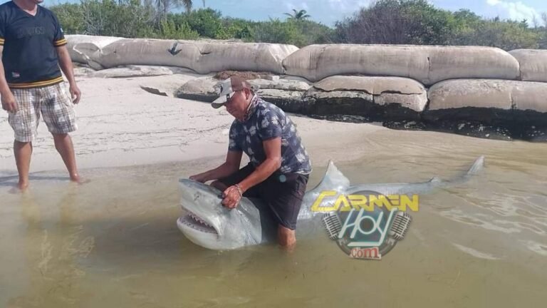 TIBURÓN DE 150 KILOS QUEDA ENREDADO EN REDES DE PESCADORES EN RÍO LAGARTOS