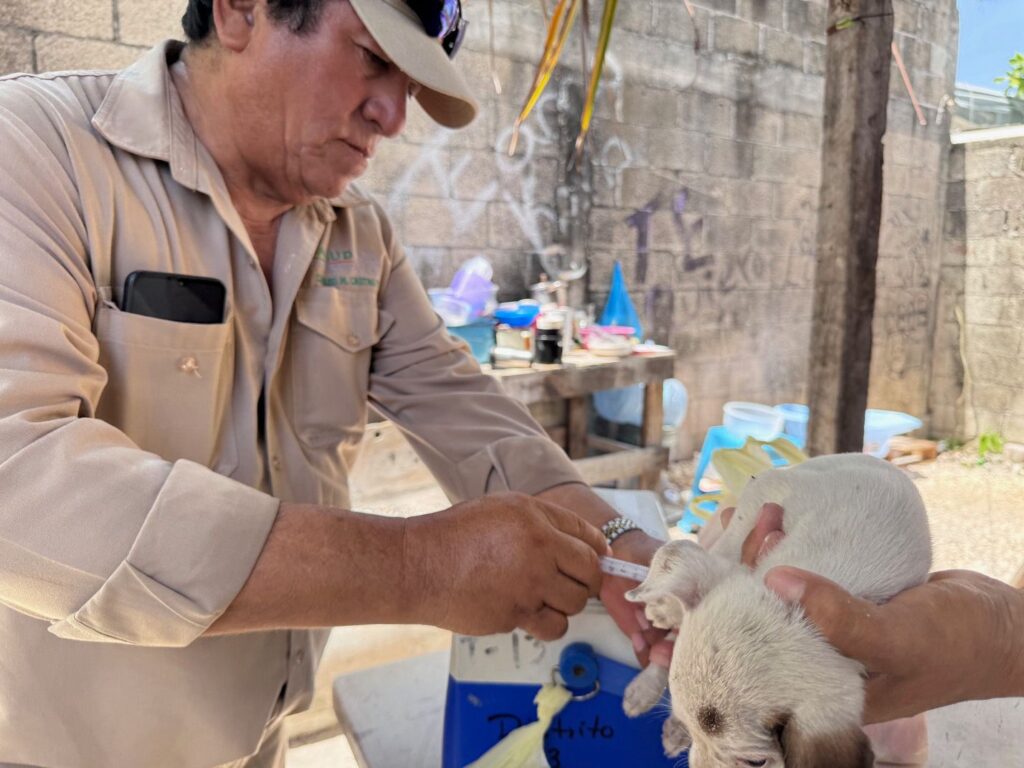 WhatsApp-Image-2025-08-26-at-10.55.15-AM-1024x768 Realizan jornada intensiva de vacunación antirrábica en #CARMEN