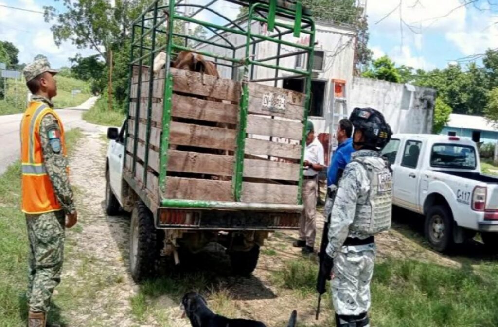 WhatsApp-Image-2025-10-13-at-8.08.46-PM-1-1024x673 Layda Sansores destaca labor de defensa, Guardia Nacional y SENASICA en garantizar sanidad del ganado en Campeche