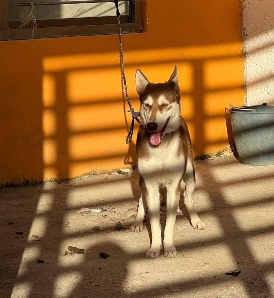 WhatsApp-Image-2025-10-16-at-12.39.41-PM-1-943x1024 Fiscalía de Campeche Recupera Canino y Loros Abandonados