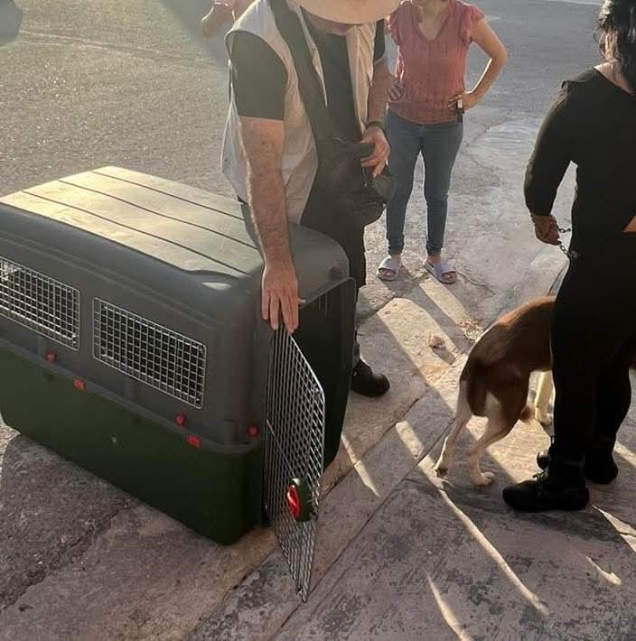 WhatsApp-Image-2025-10-16-at-12.39.41-PM-2 Fiscalía de Campeche Recupera Canino y Loros Abandonados