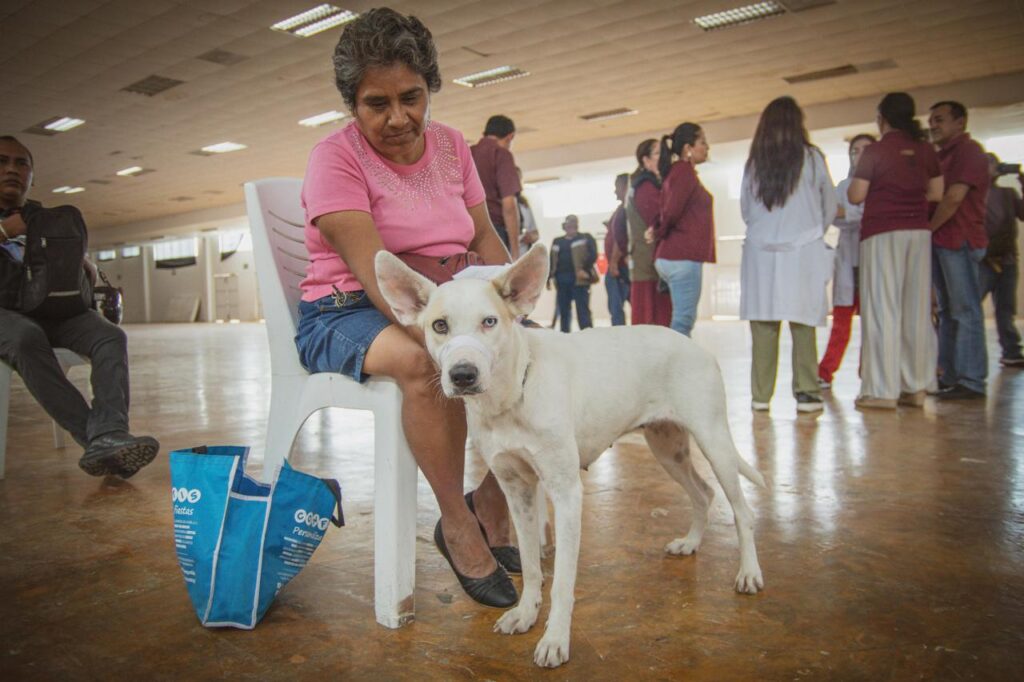 WhatsApp-Image-2025-10-19-at-11.12.54-PM-1024x682 PROTEGIDOS 98,612 PERROS Y GATOS CONTRA LA RABIA EN TODO EL ESTADO
