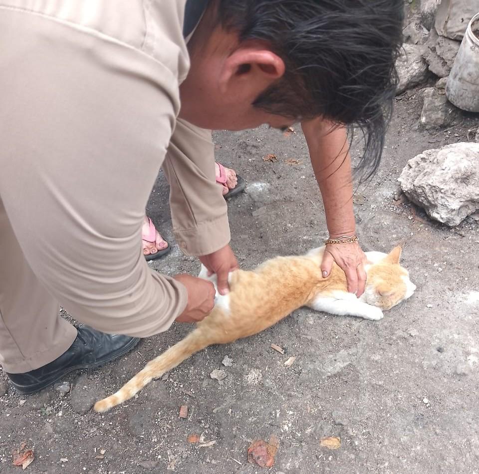 WhatsApp-Image-2025-10-19-at-11.12.55-PM-1 PROTEGIDOS 98,612 PERROS Y GATOS CONTRA LA RABIA EN TODO EL ESTADO