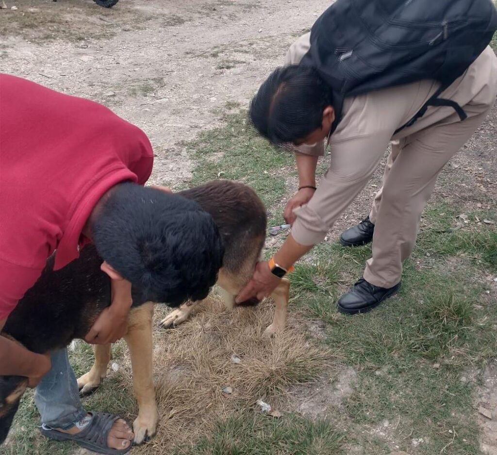 WhatsApp-Image-2025-10-19-at-11.12.55-PM-1024x938 PROTEGIDOS 98,612 PERROS Y GATOS CONTRA LA RABIA EN TODO EL ESTADO