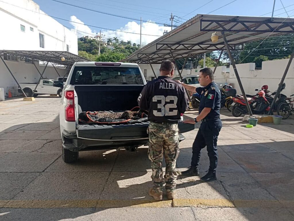 WhatsApp-Image-2025-12-17-at-11.22.47-AM-1-1024x770 ATROPELLARON UN JAGUAR EN PERIFÉRICO POR LERMA