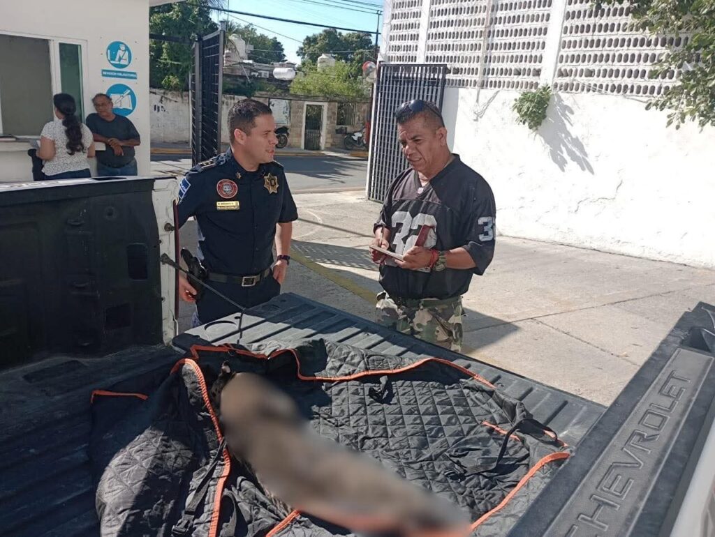 WhatsApp-Image-2025-12-17-at-11.22.48-AM-1024x770 ATROPELLARON UN JAGUAR EN PERIFÉRICO POR LERMA